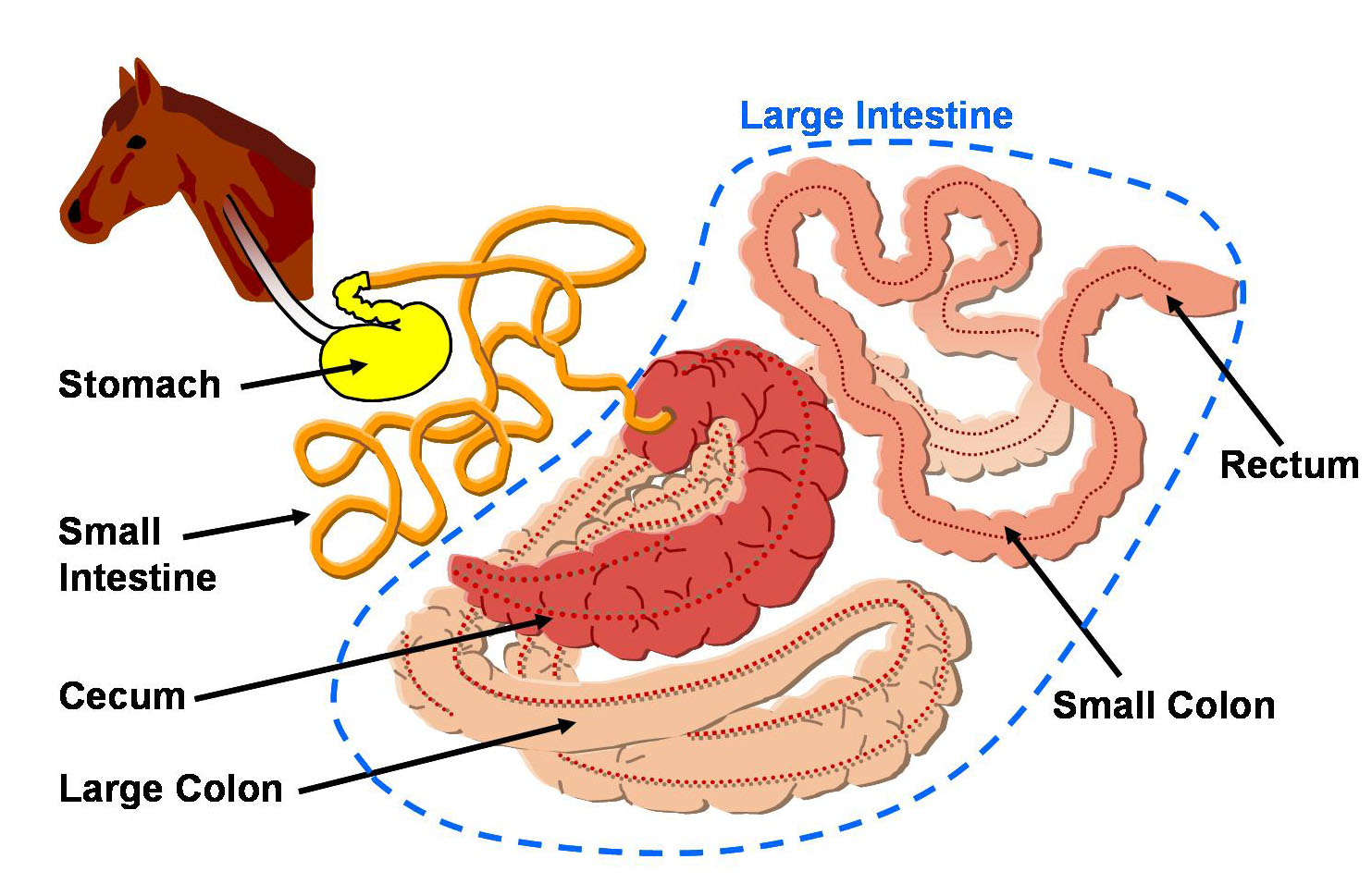 Monogastric(1).jpg